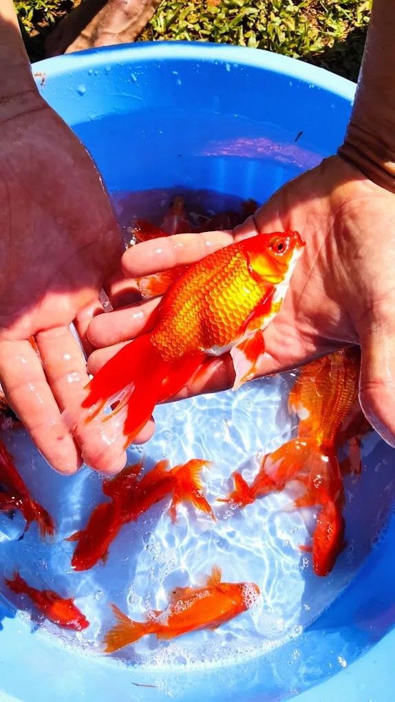 Carpa Dourada