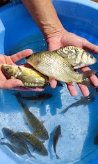 Carpa Comum prateada